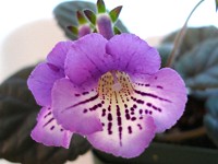 Sinningia 'Party Dude' Sinningia 'Party Dude'